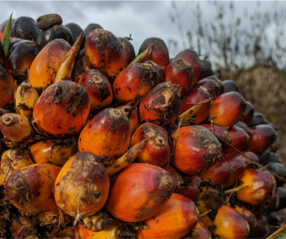 Beard Smack Bundle- Powered by Batana & Bhringraj