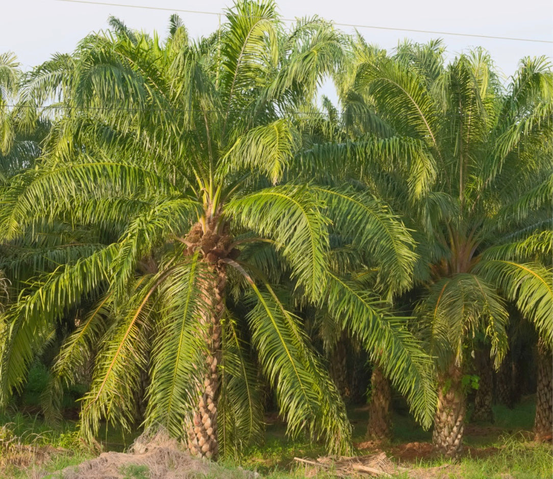 Beard Smack Bundle- Powered by Batana & Bhringraj